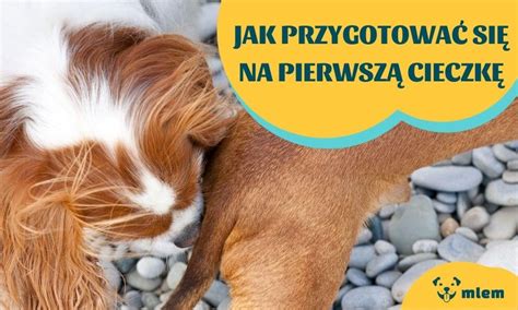 ruja u czowieka|Cieczka u psa